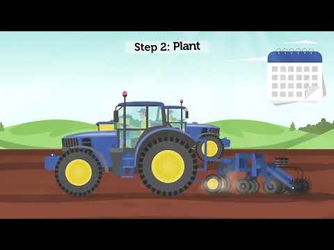 Sugar Beet: From Seed to Harvest