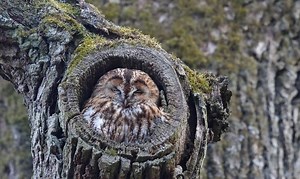 What Time Do Birds Go to Sleep? - Birds' Sleep Schedule