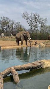 An expanded and now interactive experience for Cincinnati Zoo & Botanical Garden guests opened to the public Monday, introducing a highly anticipated addition to the Harry and Linda Fath Elephant Trek exhibit that first opened in October of 2024. This new exhibition is called “Siamang Point” and features several new species, including Asian small-clawed otters, Siamang gibbons and rhinoceros hornbills. It offers more opportunities for visitors to experience the animals up close and personal. 🎥: