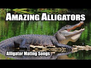 Amazing Alligators: Mating Calls