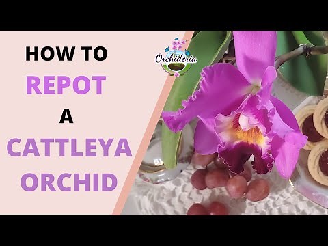 10 Hassle-free Steps & Tips You Didn't Know About Cattleya Orchids