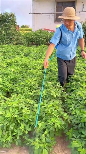 Farmers Won't Tell you This Peanut Tricks #shorts #farming