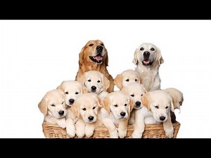 Watch how to sign 'bred' in American Sign Language.