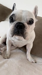 105K views · 21K reactions | The best update on The King. ❤️ Also, I’ve decided to cancel Char’s dental procedure that was supposed to be happening next week. I’m going to wait until I can take her to our Austin vet because I just trust them more, they are familiar to all of us and all that just brings more comfort for that situation. | Walter Geoffrey | Facebook