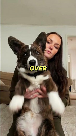 🐾 Why Corgis with Short Legs Are Going VIRAL on TikTok! 👑 (Queen's Favorite Dog Breed)