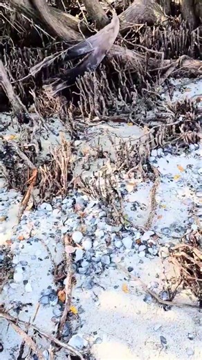 ocean Sea shells and creatures