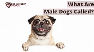 What Are Male Dogs Called? (Revealed) | Dog Advisory Council
