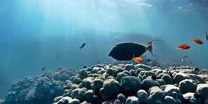 How artificial intelligence is helping make fisheries more sustainable