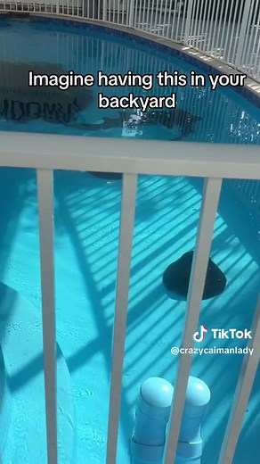 I would swim in there every day 😍 #perfectpool#shark#saltlife