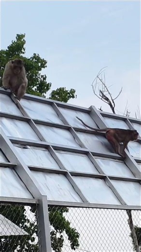 Monkey eat banana meme