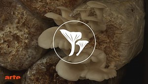 Nomade des mers | ARTE