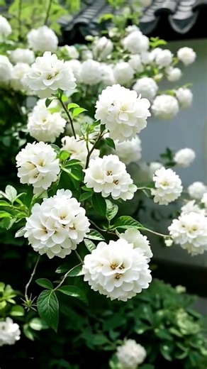 White Wonders | Snowball Splendor #shortvideo #scenery #relaxingmusic #nature #viral