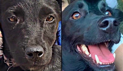 1.2K reactions · 92 shares | Rubbish Dump to Dudai- Rescue Pup Sees...