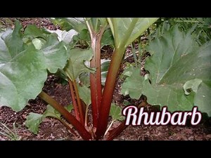 Rhubarb - Planting, Uses and Benefits - Rhubarb Jam