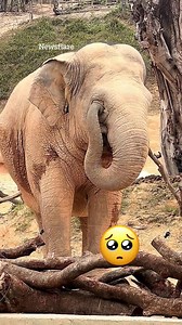 29K views · 215 reactions | Elephant calf uses trunk to rub her eyes like a human | The Sun | Facebook