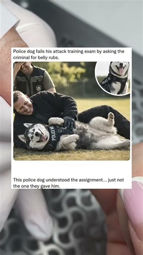 This police dog understood the assignment... just not#foryou#fyp #funny #shorts