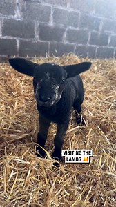 105K views · 7.1K reactions | I love when it's lambing season 凉 | Sean The Sheepman | Facebook