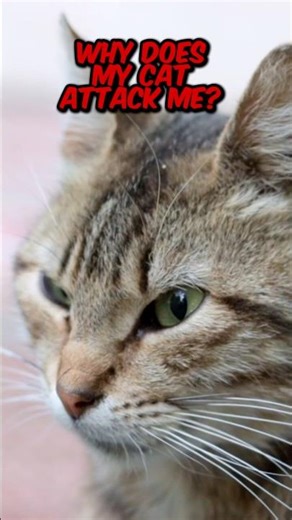 Why Cats Attack: Understanding & Stopping Aggressive Behavior
