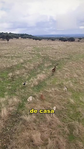 Hunting Dogs Chase Deer in Stunning Encounter