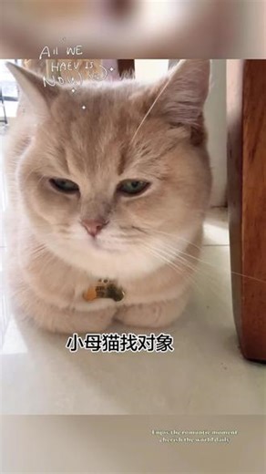 #猫咪日常 #母猫发情 #猫系女友 #母猫找男朋友 #杭州余杭 杭州余杭金家渡附近，公猫！我需要一个公猫！！！有没有蓝金或紫金