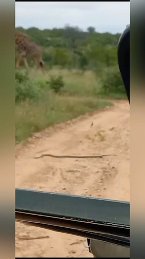 Coming across the much feared black mamba while on safari, the best seat is safely on the game viewer. Guide Paul and his guests watched from a distance as this 1.5 metre black mamba slithered across the road. Notice the giraffe in the background and the small little bird just a few steps behind the snake. Listen as Paul explains more … 🐍🦒🐦 😳🤩 📷 @paulsilasmgiba @timbavati_pnr @umbabat_private_nature_reserve @newmarkhotels #motswari #motswariprivategamereserve #timbavatiprivatenaturereserve