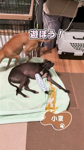 片足を骨折したイタグレ！？ギプスから順調に回復していく様子をお届け！【イタリアングレーハウンド】