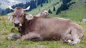 Brown Swiss Cattle: Pros & Cons