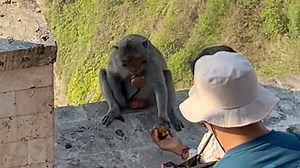 9.5K views · 74 reactions | WATCH: A macaque  in Bali showed tourists it wasn't monkeying around when it stole a man's phoneto use as leverage to negotiate for some fruits. | TODAY | Facebook