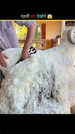 Ancient Sheep Shering Technique #shorts #facts