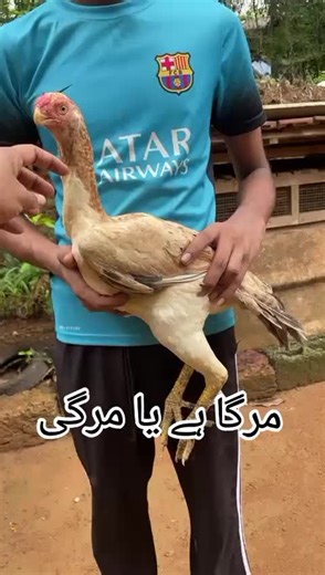 Exploring the Aseel Chicken Breed and Its Characteristics