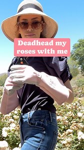 115 reactions · 24 comments |  Deadhead my roses with me!  The...