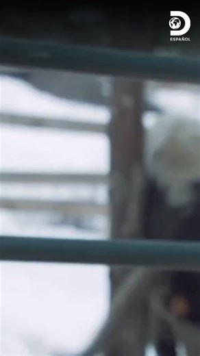 19K views · 148 reactions | ¡Acompaña a los Brown en su emocionante misión! Juntos lucharán contra la tormenta para salvar a sus adorables animales. ¡No te lo pierdas! ❤️ Disfruta el contenido de Discovery en MAX.Suscríbete ahora: https://bit.ly/MAX-DiscoveryEsp | Discovery en Español | Facebook