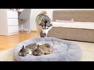 Giant Husky SHOCKED by Kittens Occupying His Bed — Priceless Reaction!