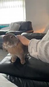 Wees pawtrolling da area, making sure it bees safe around! Hard not to get distracted when mama does nice strokes😂 | Thumper & Bliss