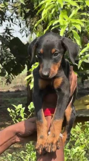 what specie 🙀🙀🙀🙀🙀🙀