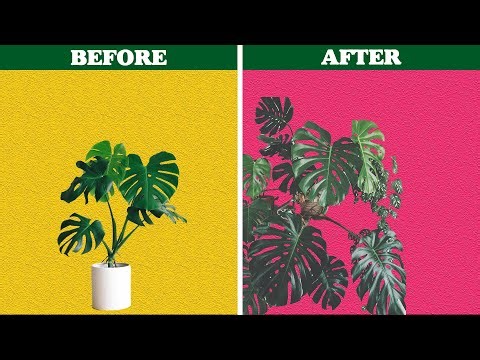 How to make your plant BUSHY? | The power of magical 20-20-20 fertilizer