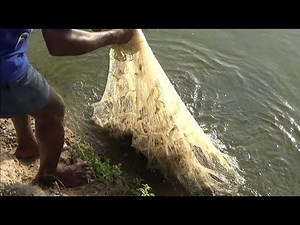 PRAWN/SHRIMP CATCHING AT POND