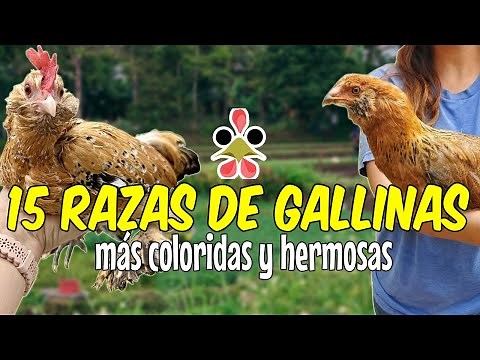 15 Razas de gallinas mas coloridas y hermosas 🐔