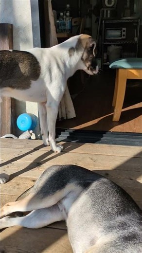 ふじ子 20251128 起きない女 #dog #puppy #huntaway #ふじ子 #保護犬