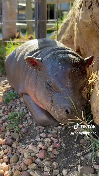 Adorable Baby Hippos Resting After a Busy Day at the Zoo