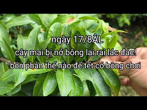 When to fertilize apricot buds and how to care for and fertilize apricot blossoms?