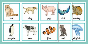 Animal Picture Cards