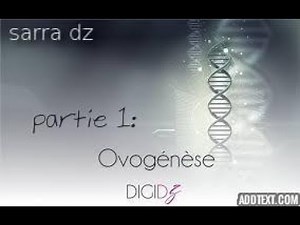 l'ovogénèse - partie 1-