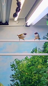 Black Faced Swee Waxbills (Coccopygia melanotis) Native Origin 🇿🇦 South Africa. 2️⃣ males♂️♂️ in the video. Our last 2 birds to pair up. 6️⃣ weeks of conditioning on our homemade 🤲 Eggfood, chitted seeds and green millet and Planet Aviary Monsoon Seed Mix now💯% complete. Let the pairing and breeding begin🎬 | Paul Bancroft Gouldian Finches