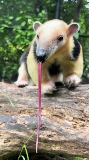 Gonzo is our adorable 8-year-old Southern tamandua. Tamanduas use their incredible 16-inch super-long tongues to slurp up insects. 📹: Keeper Alex #tamandua