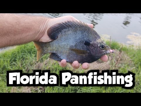 An Evening of Panfishing on a Florida Lake