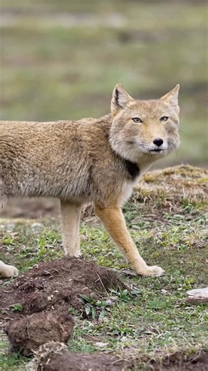 The Tibetan fox, native to the high-altitude reaches of the Tibetan Plateau, is a truly unique and fascinating creature. Instantly recognizable by its thick, sandy-colored fur and sharply pointed muzzle, this fox has evolved to thrive in one of the planet’s harshest environments—enduring freezing temperatures, fierce winds, and low oxygen levels. One of the most intriguing aspects of the Tibetan fox is its versatile, omnivorous diet, which includes everything from small mammals and insects to pl