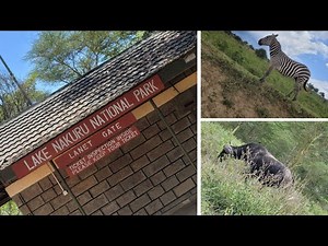 Lake Nakuru National Park Kenya 🇰🇪 || Safari Adventure, Flamingos & Big 5 Wildlife