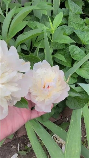 The White Peonies Are Finally Blooming!