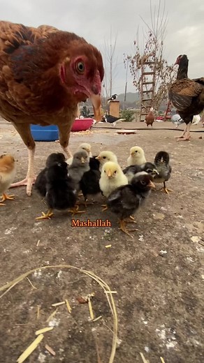 Young Chicks Exploring Their Farm Environment